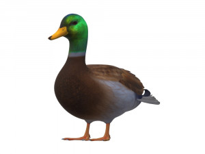 Duck Animal Ready to Print 3D 프린트 모델