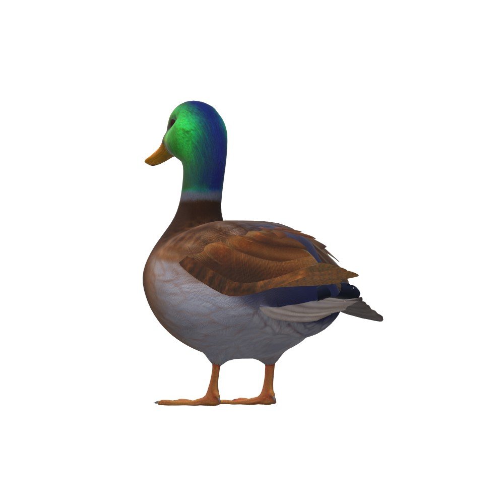 3d модель утки