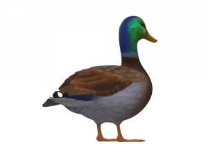 Duck Animal Ready to Print Model do druku 3D