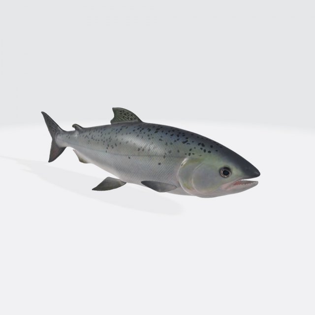 Salmon Fish Animal Ready to Print Model do druku 3D .c4d .max .obj .3ds .fbx .stl .blend