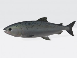 Salmon Fish Animal Ready to Print Model do druku 3D