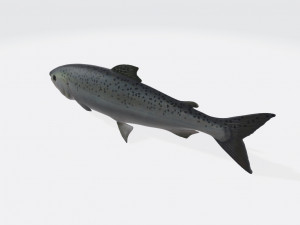 Salmon Fish Animal Ready to Print Model do druku 3D