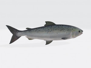 Salmon Fish Animal Ready to Print Model do druku 3D