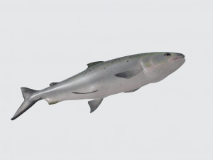 Salmon Fish Animal Ready to Print Model do druku 3D