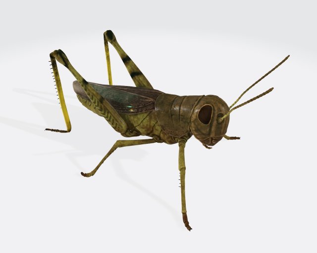 Grasshopper Insect Animal Ready to Print Model do druku 3D .c4d .max .obj .3ds .fbx .stl .blend 
