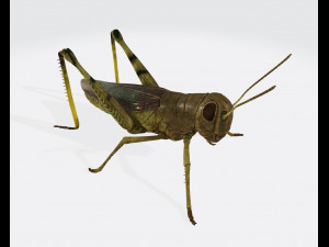 Grasshopper Insect Animal Ready to Print 3D 打印模型
