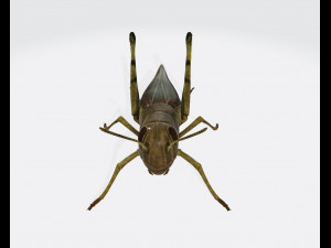 Grasshopper Insect Animal Ready to Print Model do druku 3D