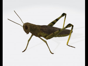 Grasshopper Insect Animal Ready to Print Model do druku 3D