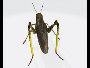 Grasshopper Insect Animal Ready to Print Model do druku 3D