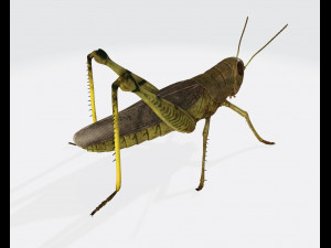 Grasshopper Insect Animal Ready to Print Model do druku 3D