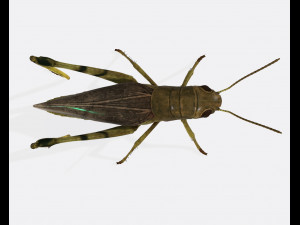 Grasshopper Insect Animal Ready to Print Model do druku 3D