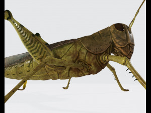 Grasshopper Insect Animal Ready to Print Model do druku 3D