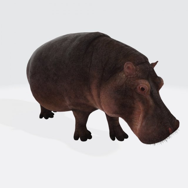 Hippopotamus Animal Ready to Print 3D-printmodel .c4d .max .obj .3ds .fbx .stl .blend 
