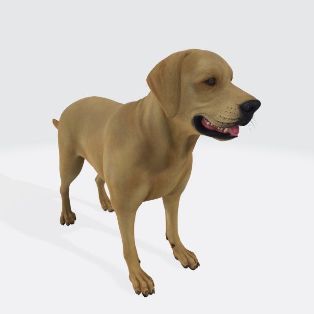 Labrador Retriever Dog Ready to Print Model Cetak 3D .c4d .max .obj .3ds .fbx .stl .blend 