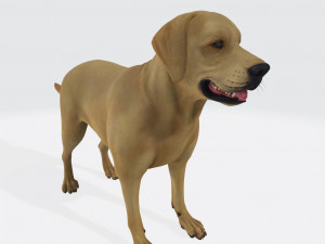 Labrador Retriever Dog Ready to Print Model Cetak 3D
