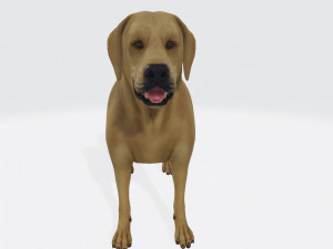 Labrador Retriever Dog Ready to Print Model Cetak 3D