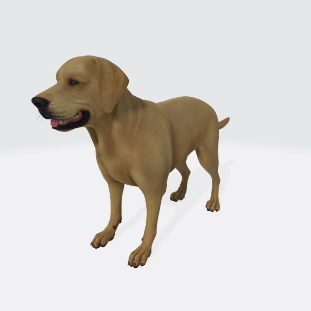 Yellow lab pointer mix sales