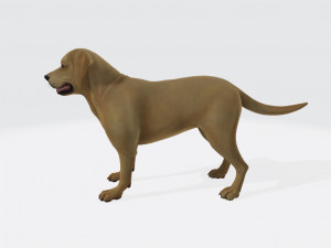 Labrador Retriever Dog Ready to Print Model Cetak 3D