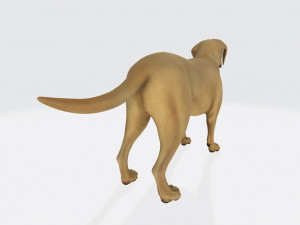 Labrador Retriever Dog Ready to Print Model Cetak 3D