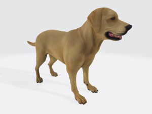 Labrador Retriever Dog Ready to Print Model Cetak 3D
