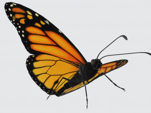 Monarch Butterfly Ready to Print 3D 프린트 모델