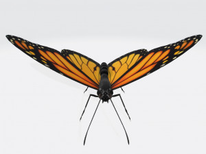 Monarch Butterfly Ready to Print 3D 프린트 모델