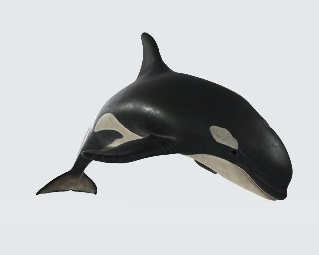 Killer Whale Ready to Print 3D 打印模型 .c4d .max .obj .3ds .fbx .stl .blend 