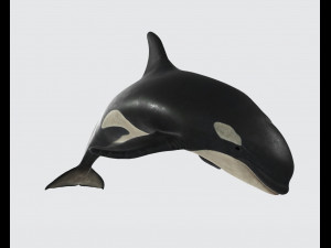 Killer Whale Ready to Print 3Dプリントモデル