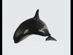 Killer Whale Ready to Print 3D 打印模型