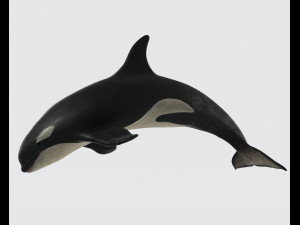 Killer Whale Ready to Print 3D 打印模型
