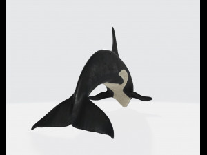 Killer Whale Ready to Print 3D 打印模型