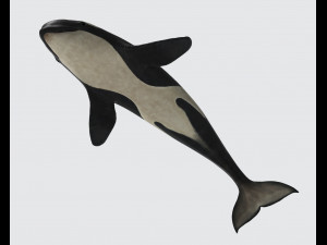 Killer Whale Ready to Print 3D 打印模型