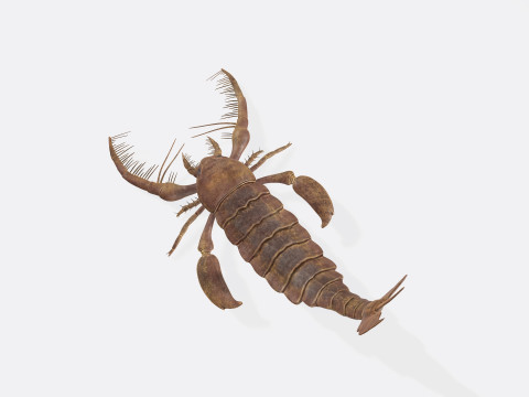 Prehistoric Sea Scorpion Figure for 3D Printing Modelo de Impressão 3D