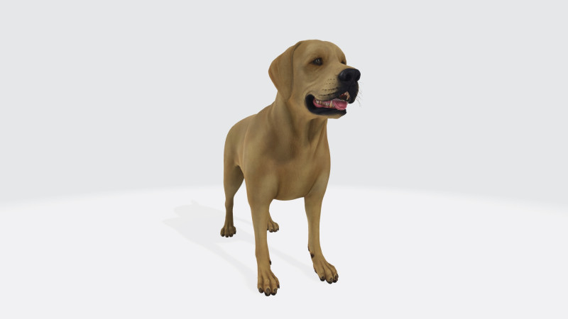 Labrador Retriever Dog Ready to Print Modèles 3D en vedette .c4d .max .obj .3ds .fbx .stl .blend