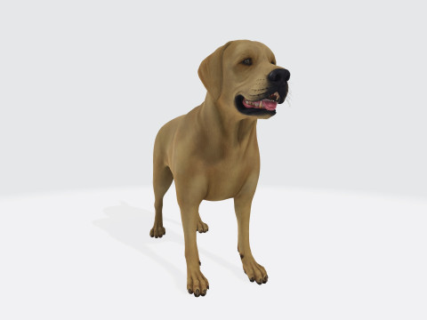 Labrador Retriever Dog Ready to Print 3D Baskı Modeli