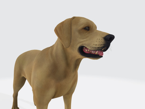Labrador Retriever Dog Ready to Print Modèles 3D en vedette