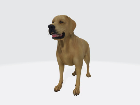 Labrador Retriever Dog Ready to Print Modèles 3D en vedette