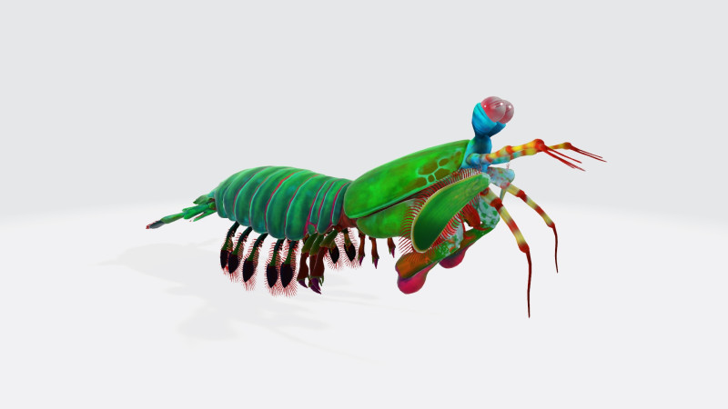Mantis Shrimp Ready to Print 3D Print Model .c4d .max .obj .3ds .fbx .stl .blend 