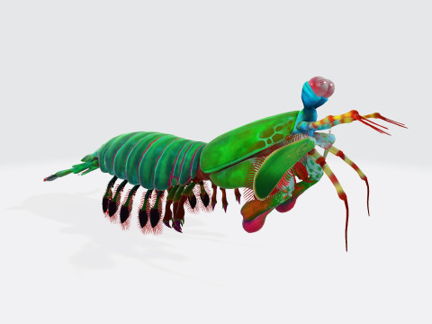 Mantis Shrimp Ready to Print Modelo de Impressão 3D