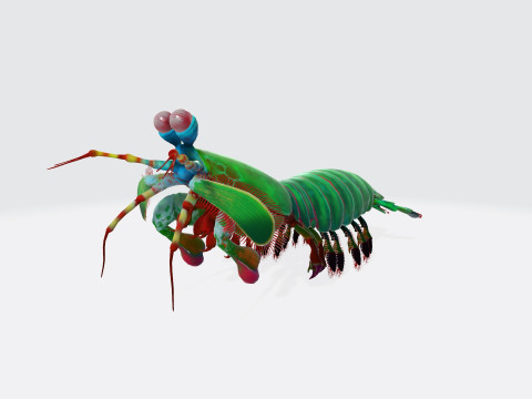 Mantis Shrimp Ready to Print 3D Print Model