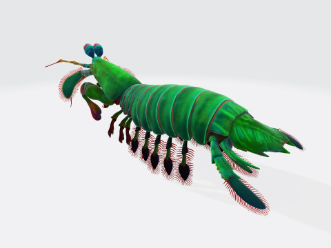 Mantis Shrimp Ready to Print 3D Print Model