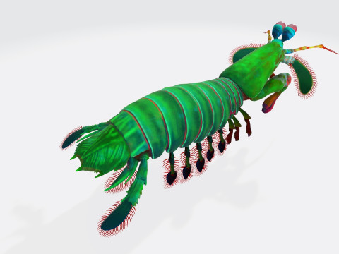 Mantis Shrimp Ready to Print 3D Print Model