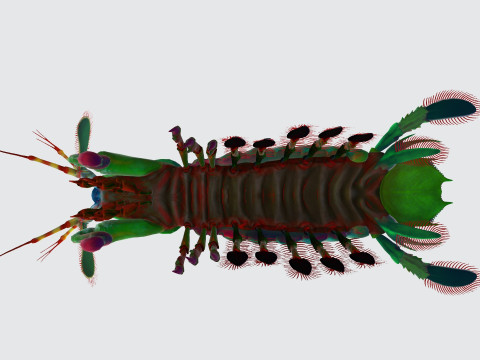 Mantis Shrimp Ready to Print 3D Print Model