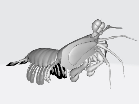 Mantis Shrimp Ready to Print 3D Print Model