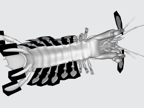 Mantis Shrimp Ready to Print 3D Print Model