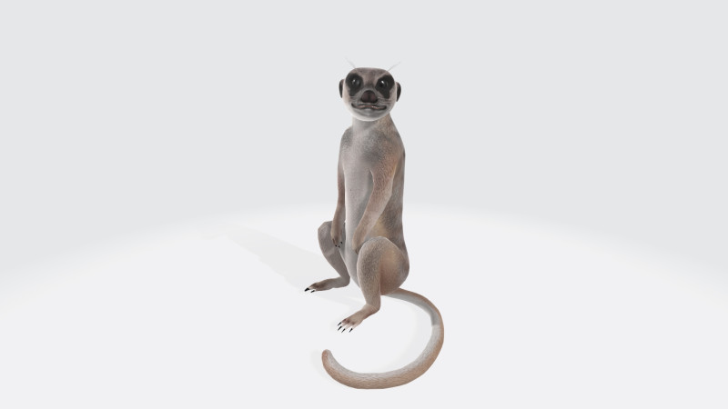 Meerkat Ready to Print 3D 프린트 모델 .c4d .max .obj .3ds .fbx .stl .blend