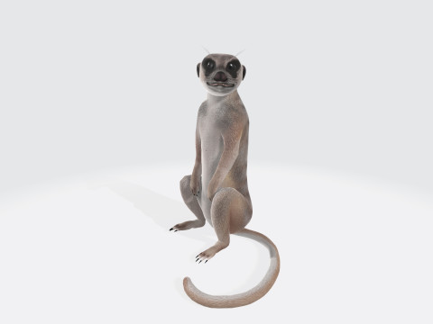 Meerkat Ready to Print Modelo de Impressão 3D