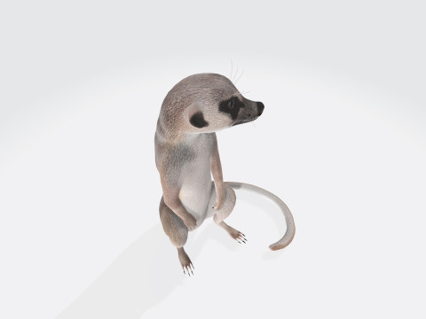 Meerkat Ready to Print 3D 프린트 모델