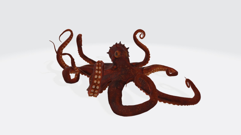 Octopus Ready to Print 3D प्रिंट मॉडल .c4d .max .obj .3ds .fbx .stl .blend 