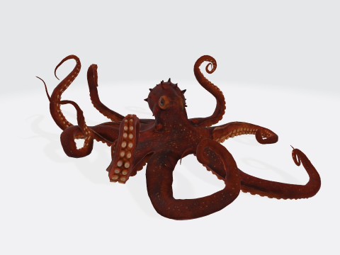 Octopus Ready to Print Modelo de Impressão 3D